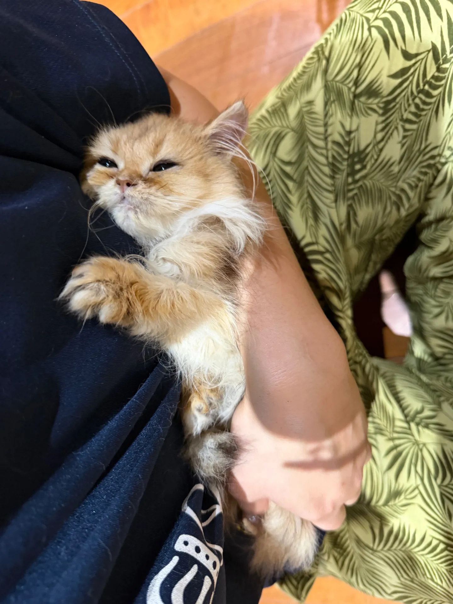 ブリティッシュロング♀
