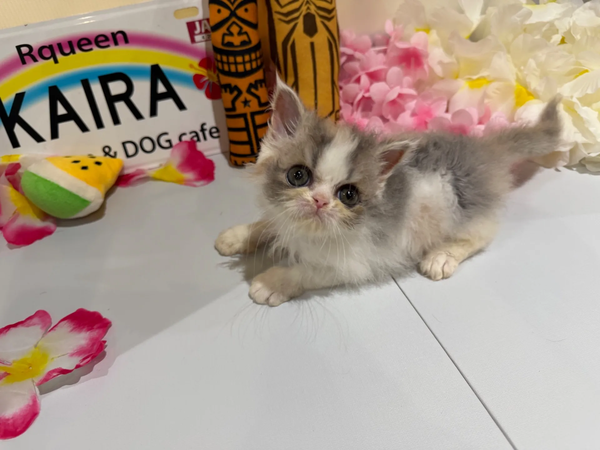 エキゾチックショート♀