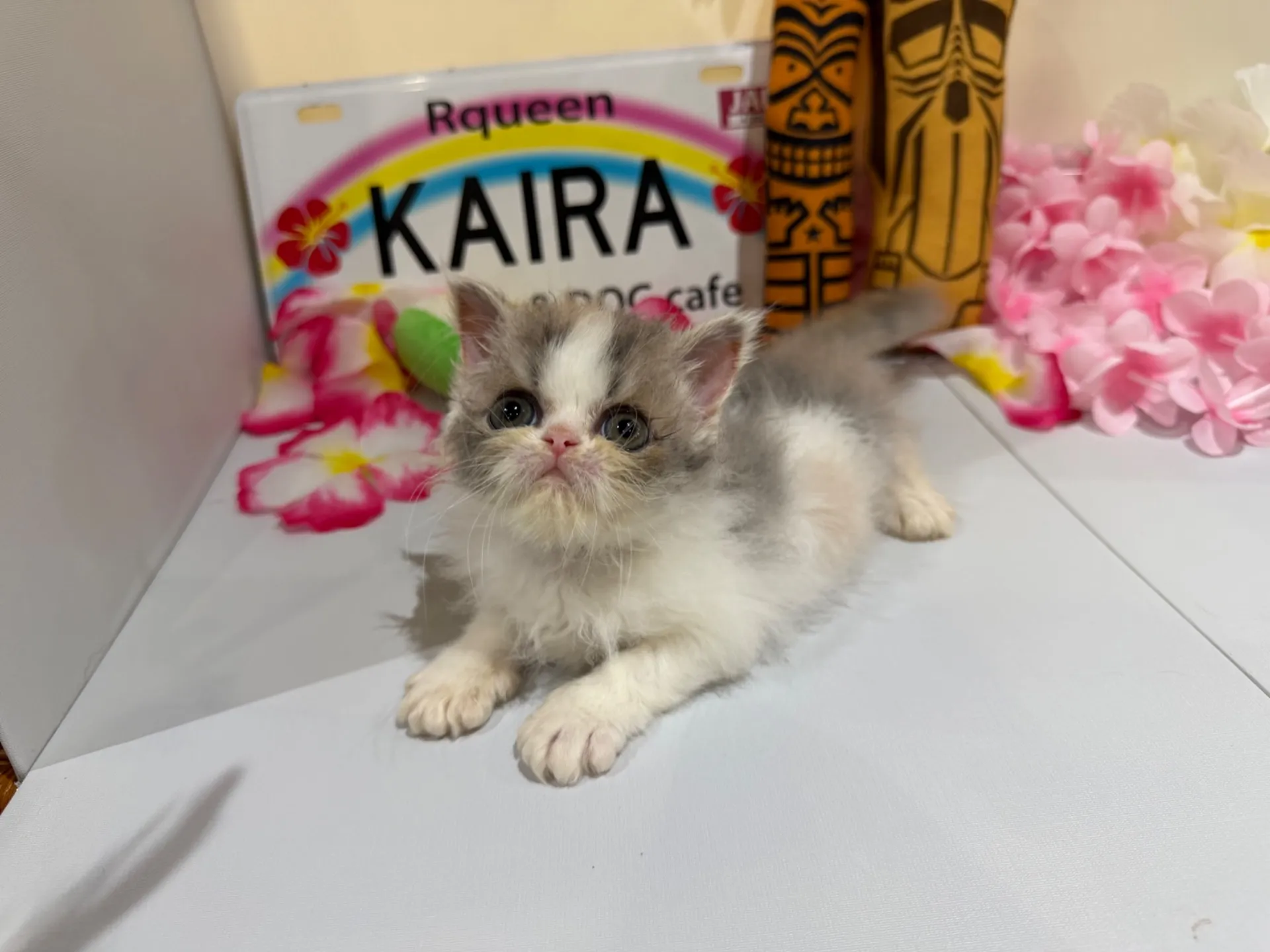 エキゾチックショート♀