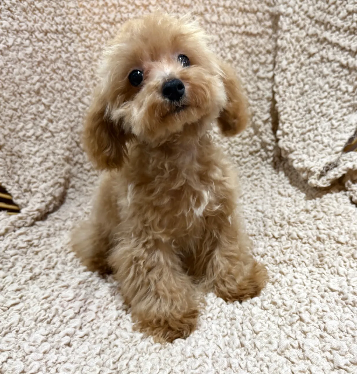 トイプードル♂
