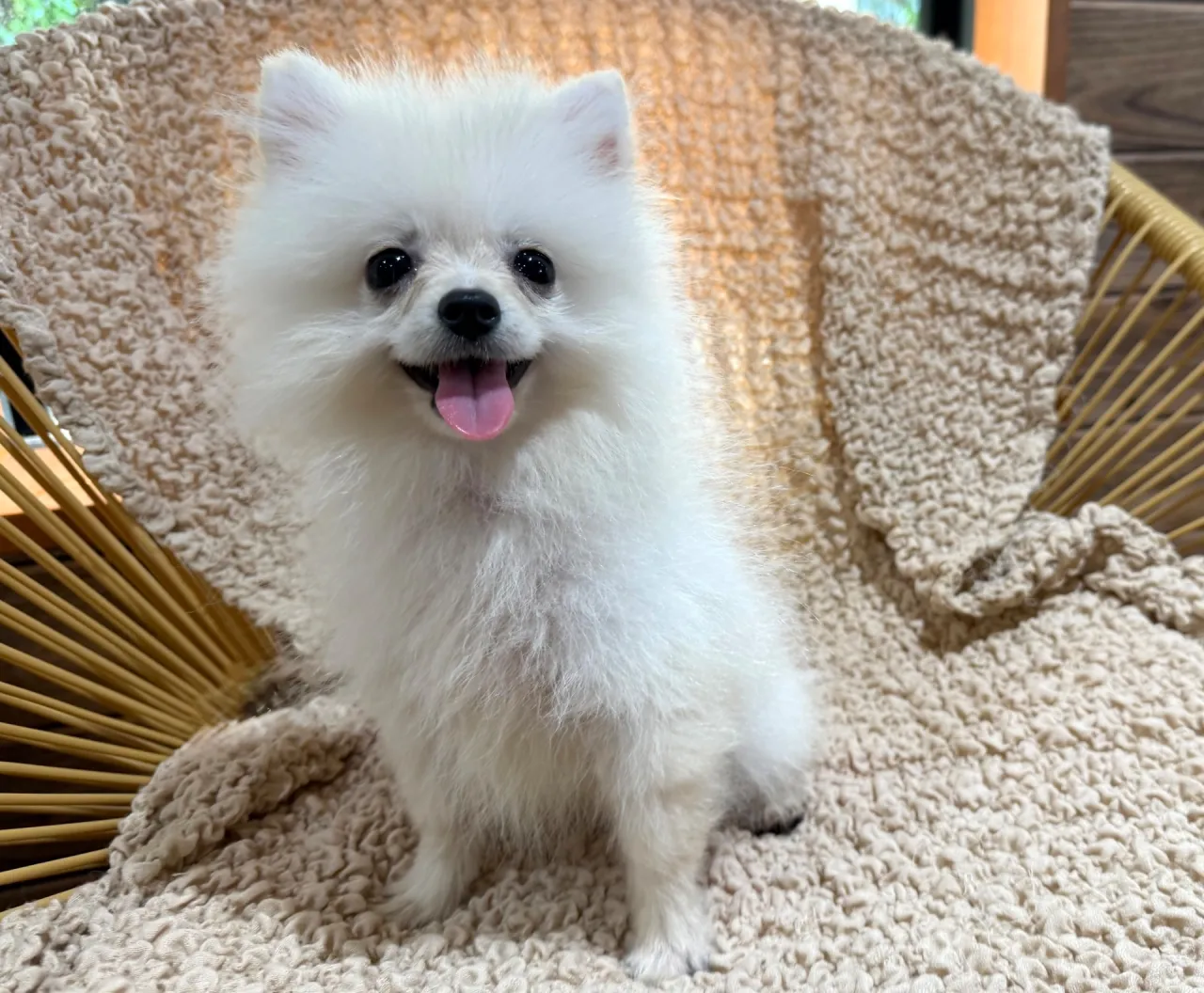 ポメラニアン♂