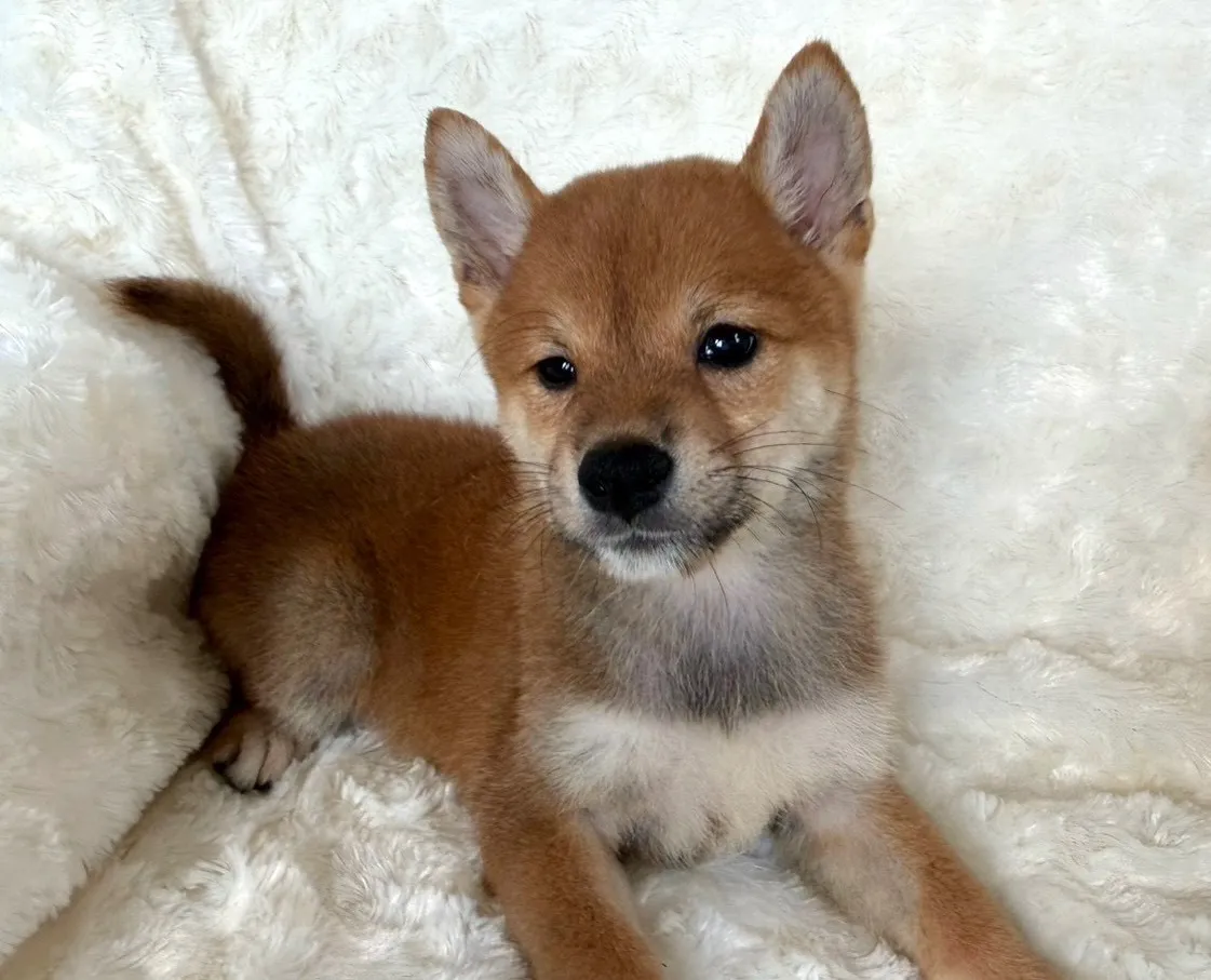 柴犬♂