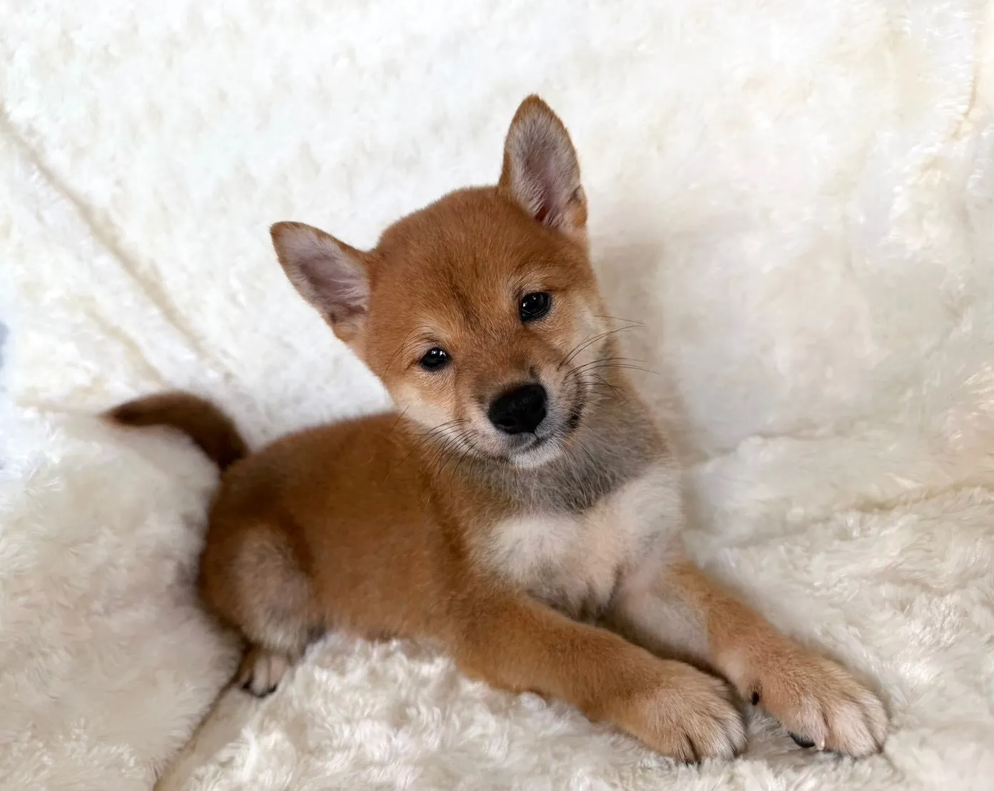 柴犬♂(青色君)
