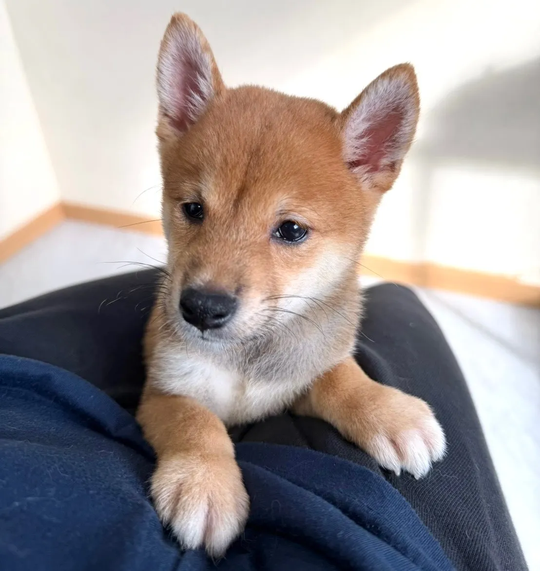 柴犬♂
