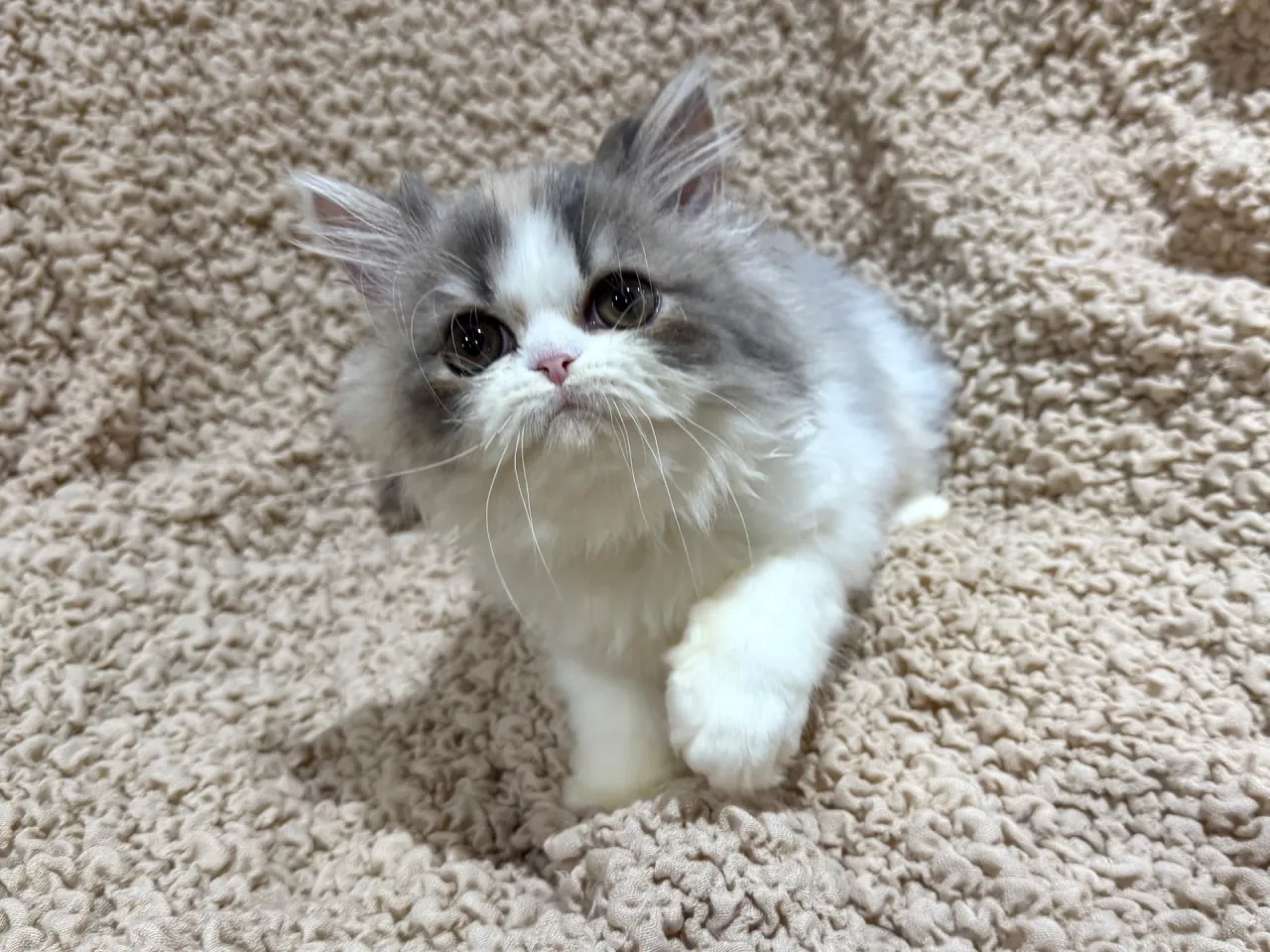 エキゾチックショート♀
