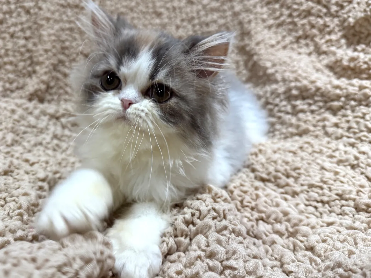 エキゾチックショート♀