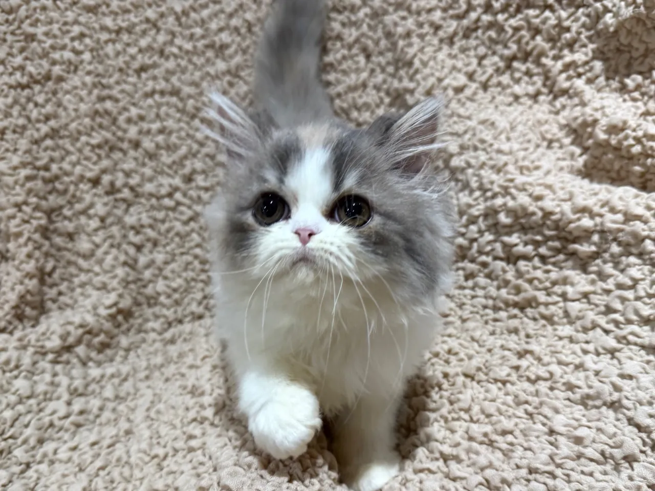 エキゾチックショート♀