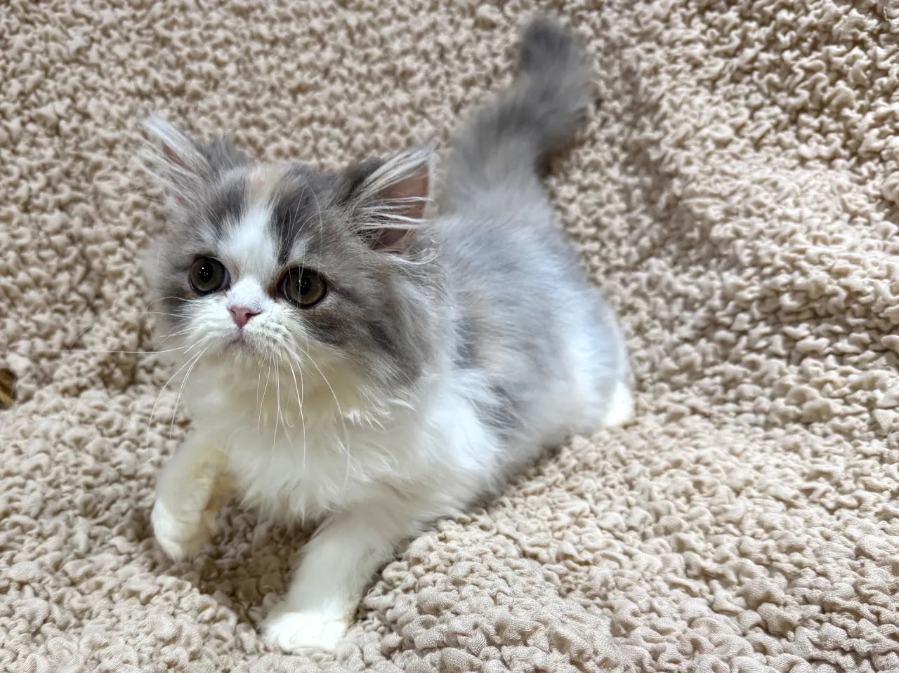 エキゾチックショート♀