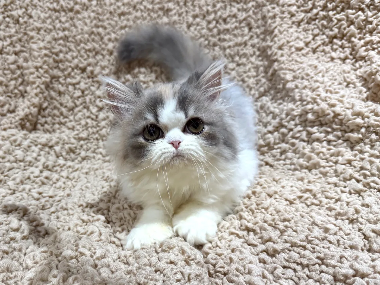 エキゾチックショート♀