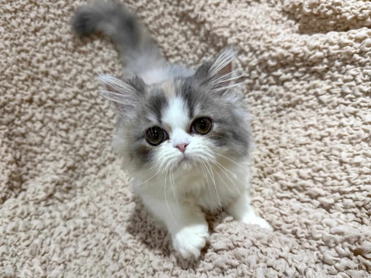 エキゾチックショート♀