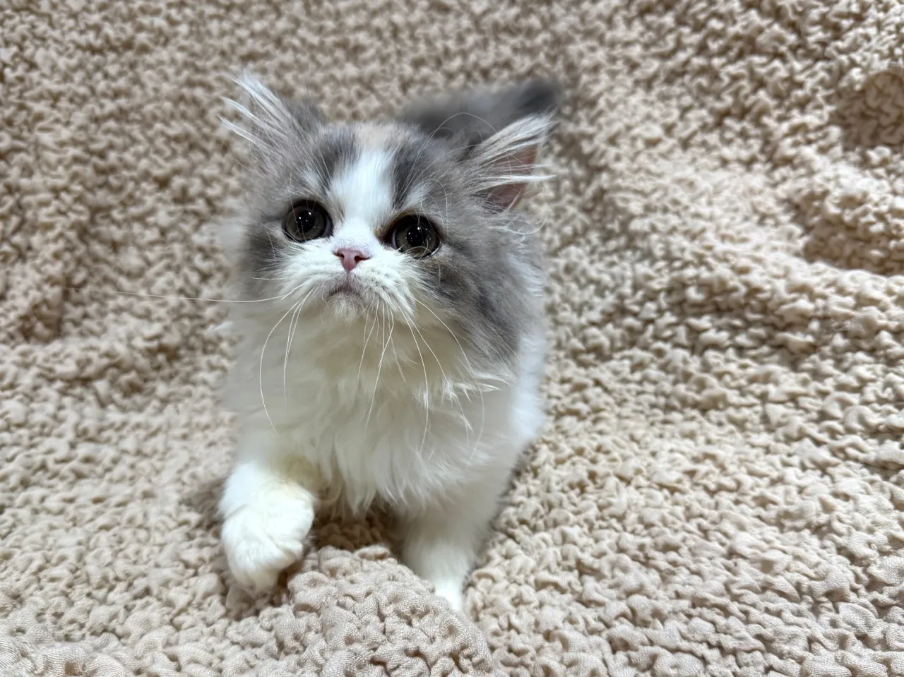 エキゾチックショート♀