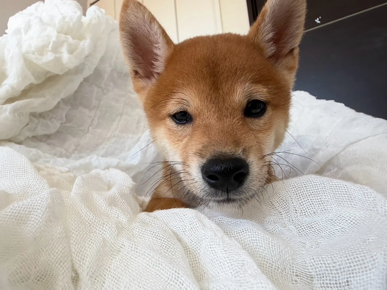 柴犬♂