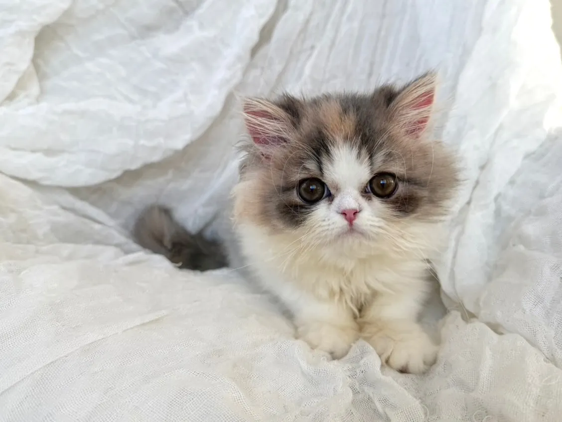 エキゾチックショート♀