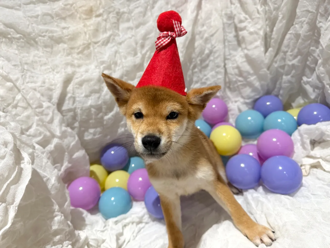 柴犬♂