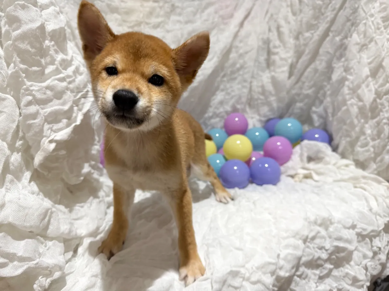 柴犬♂